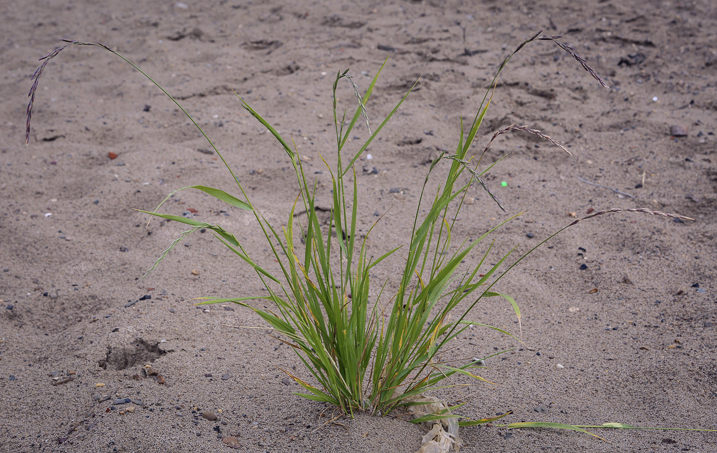 Изображение особи семейство Poaceae.