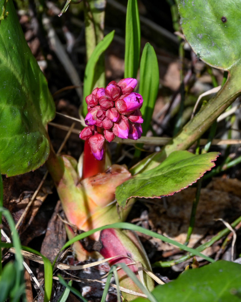 Image of Bergenia crassifolia specimen.