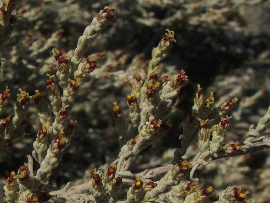 Image of Artemisia dzevanovskyi specimen.