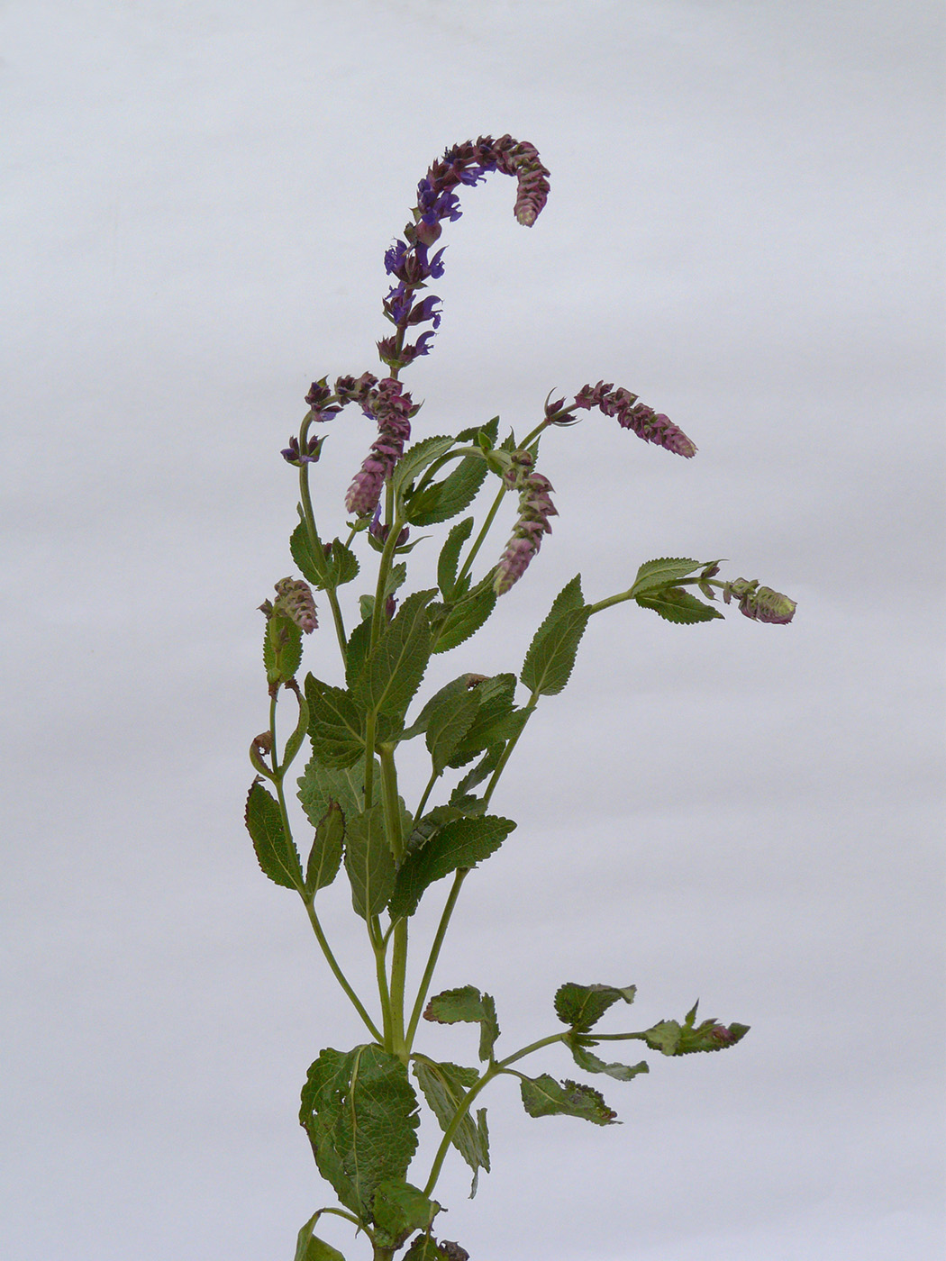 Image of Salvia nemorosa specimen.