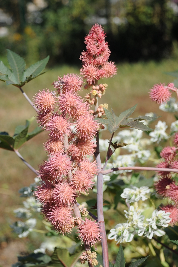 Изображение особи Ricinus communis.