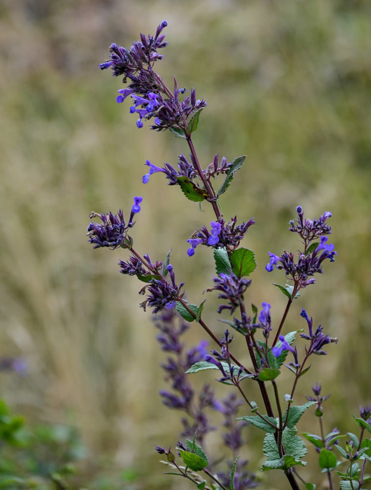 Image of Nepeta grandiflora specimen.