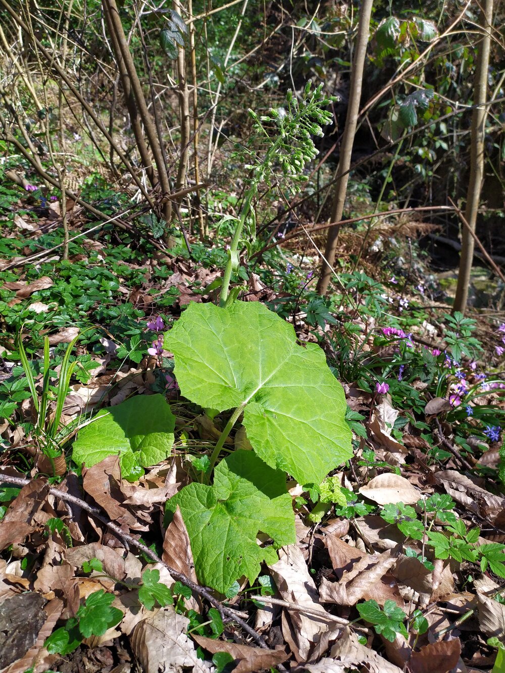 Image of Petasites albus specimen.