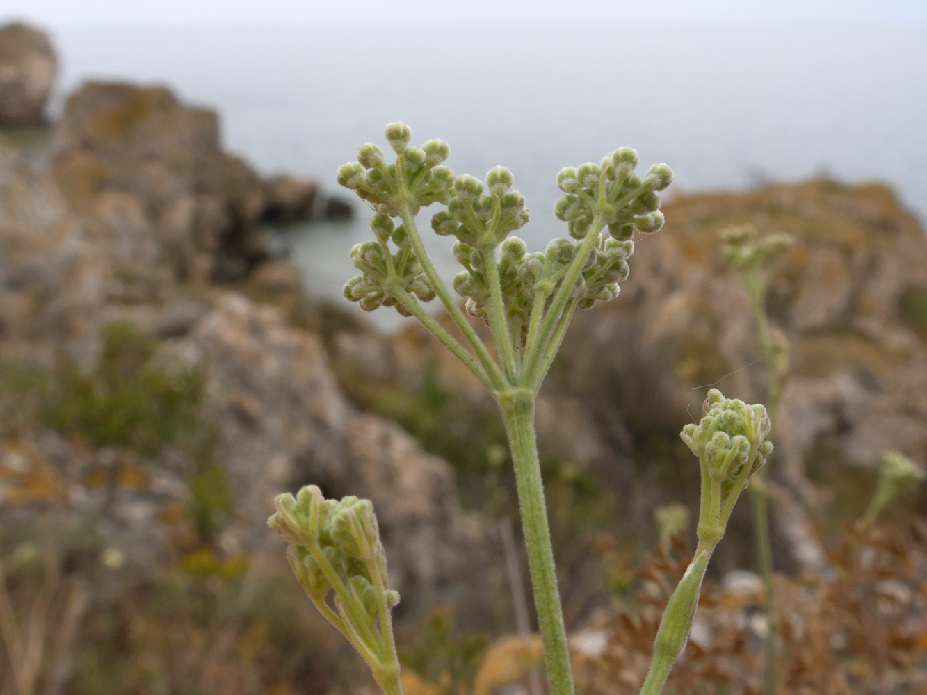 Изображение особи Pimpinella tragium.