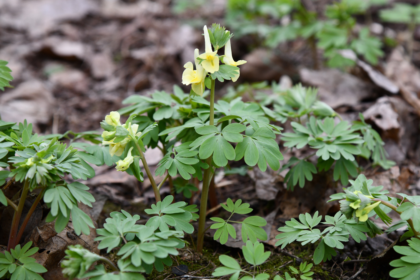 Image of Corydalis bracteata specimen.