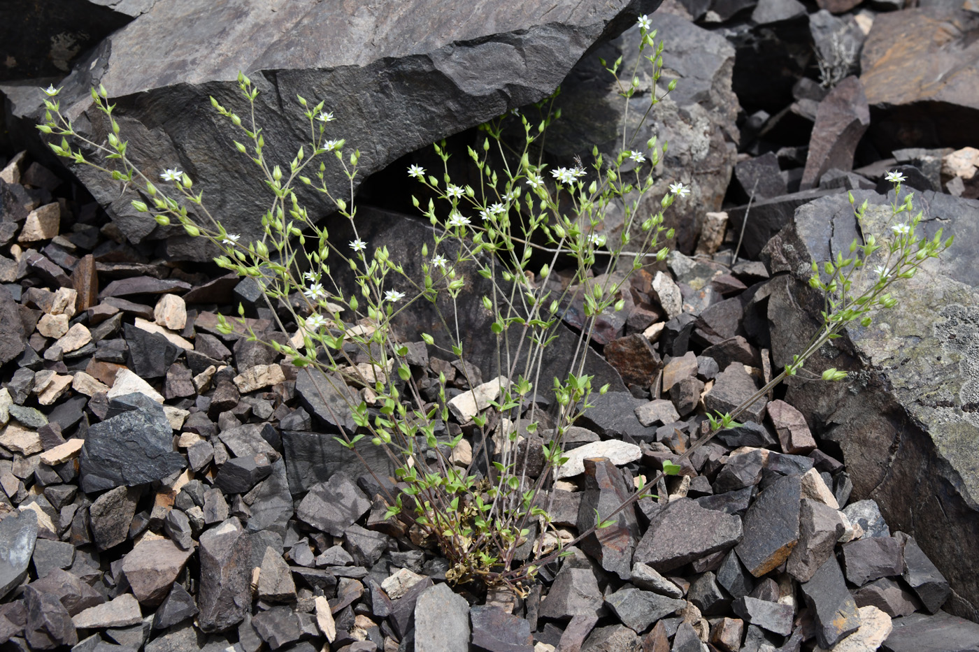 Изображение особи Arenaria serpyllifolia.