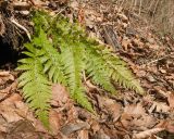 Polystichum braunii. Спороносящее растение. Адыгея, Майкопский р-н, окр. пос. Хамышки, ≈ 740 м н.у.м., берег р. Киша, буково-пихтовый лес. 07.03.2016.