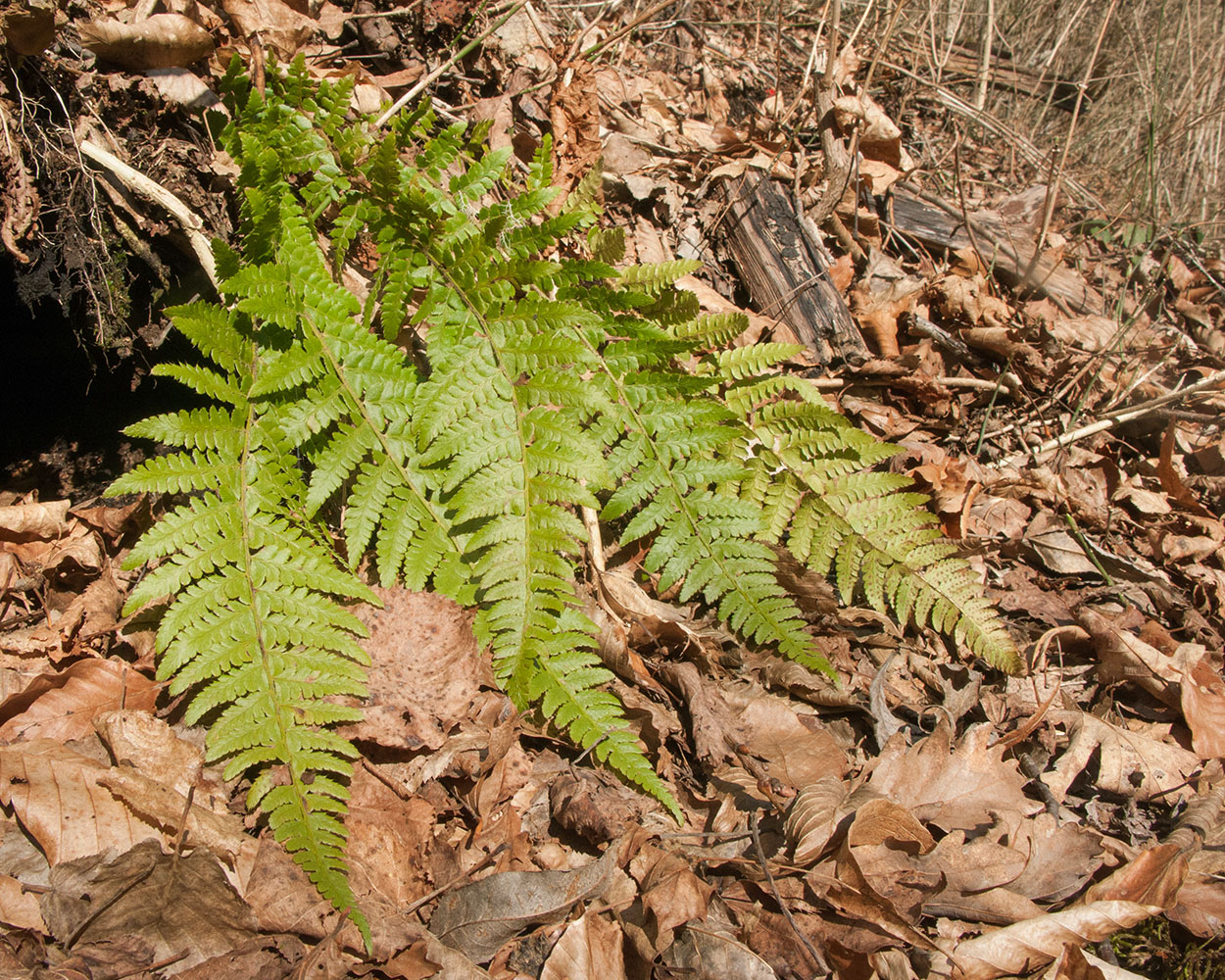 Изображение особи Polystichum braunii.