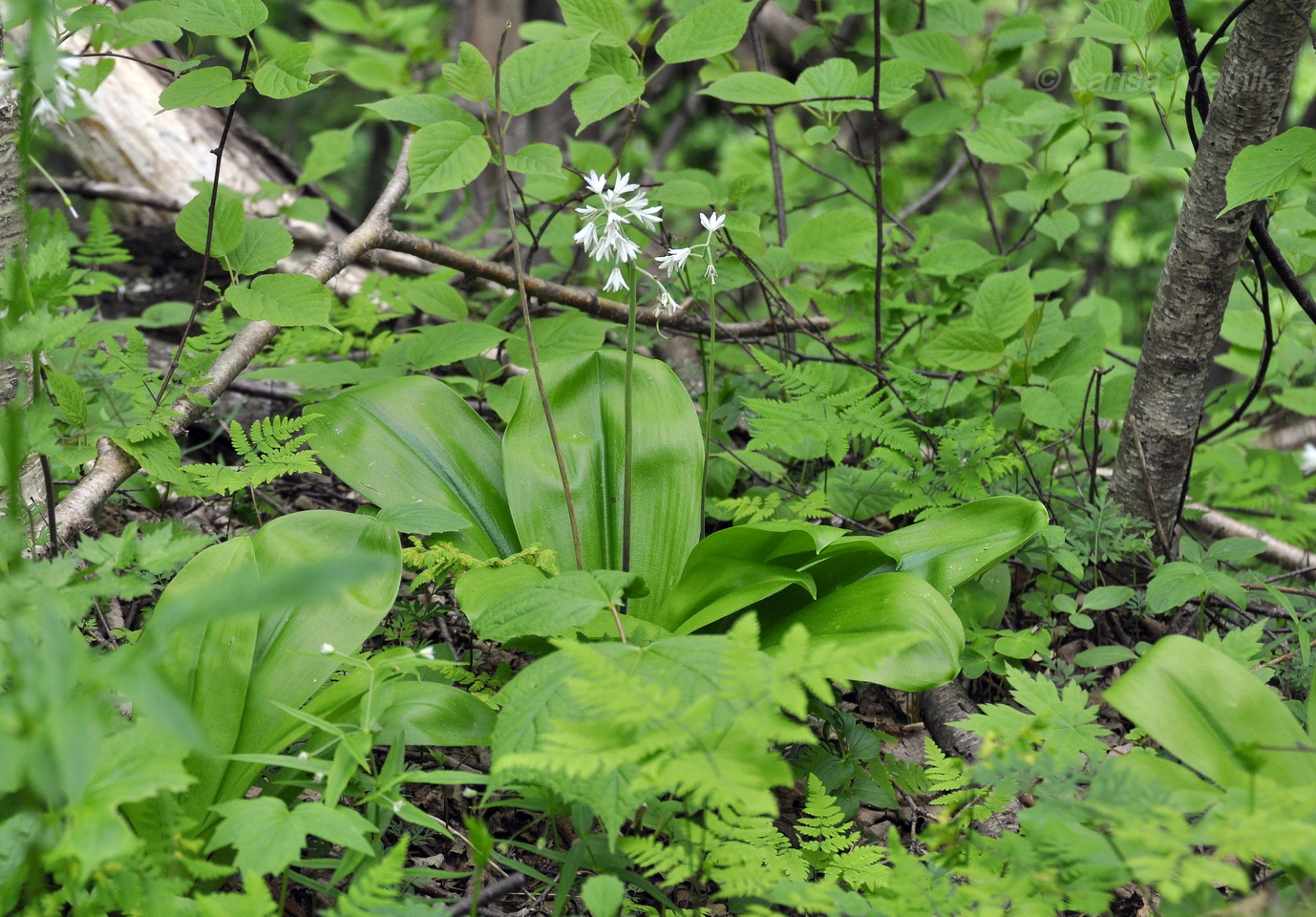 Image of Clintonia udensis specimen.