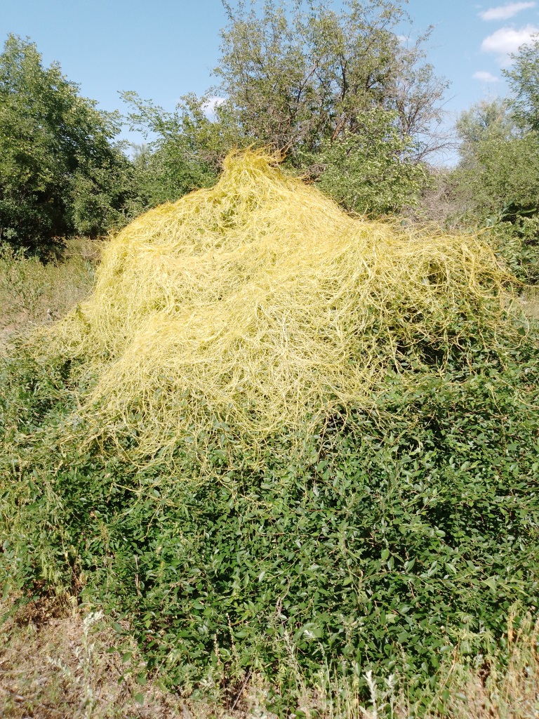 Image of genus Cuscuta specimen.