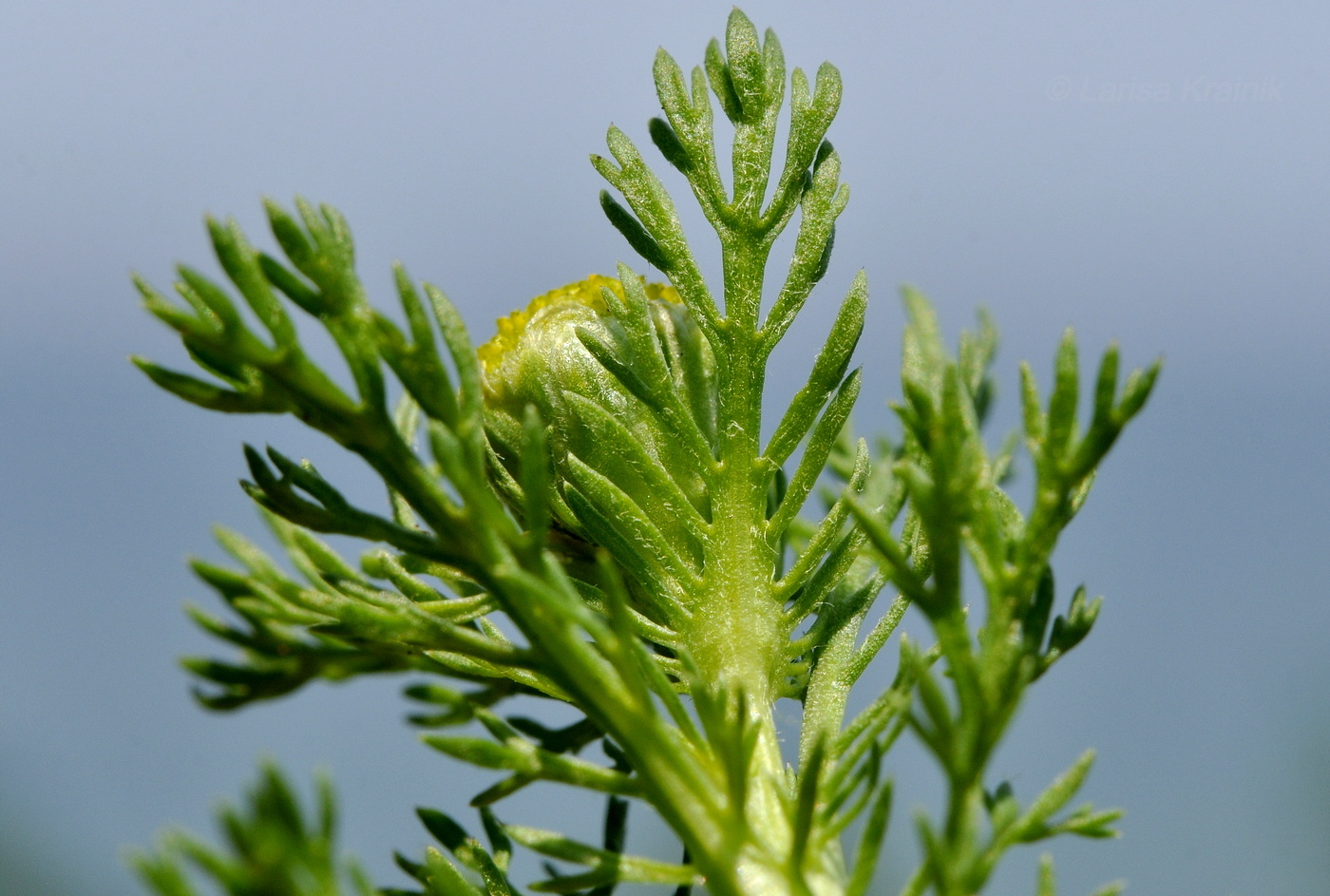 Image of Matricaria discoidea specimen.