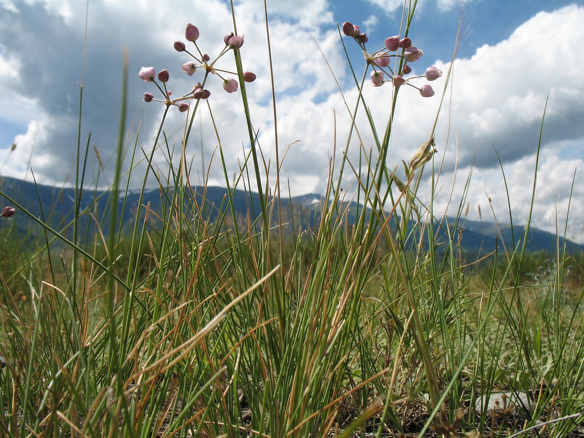 Image of Allium vodopjanovae specimen.