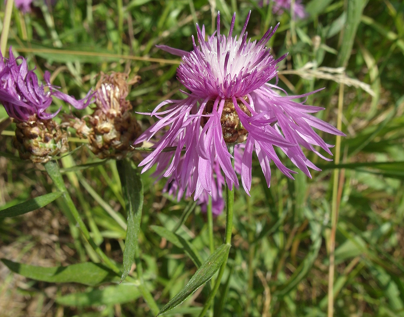 Изображение особи Centaurea jacea.