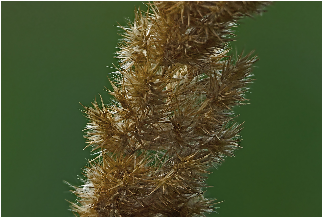 Изображение особи Calamagrostis epigeios.