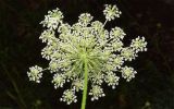 Daucus carota