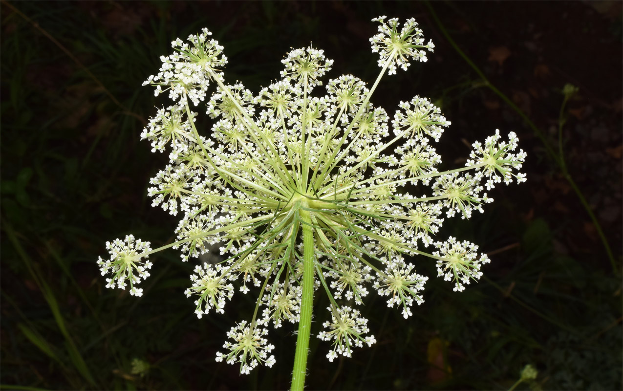 Изображение особи Daucus carota.