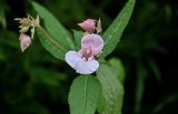 Impatiens glandulifera. Верхушка побега с цветком и бутонами. Сахалин, Холмский гор. округ, окр. мыса Слепиковского, подножие лугового склона. 26.08.2023.