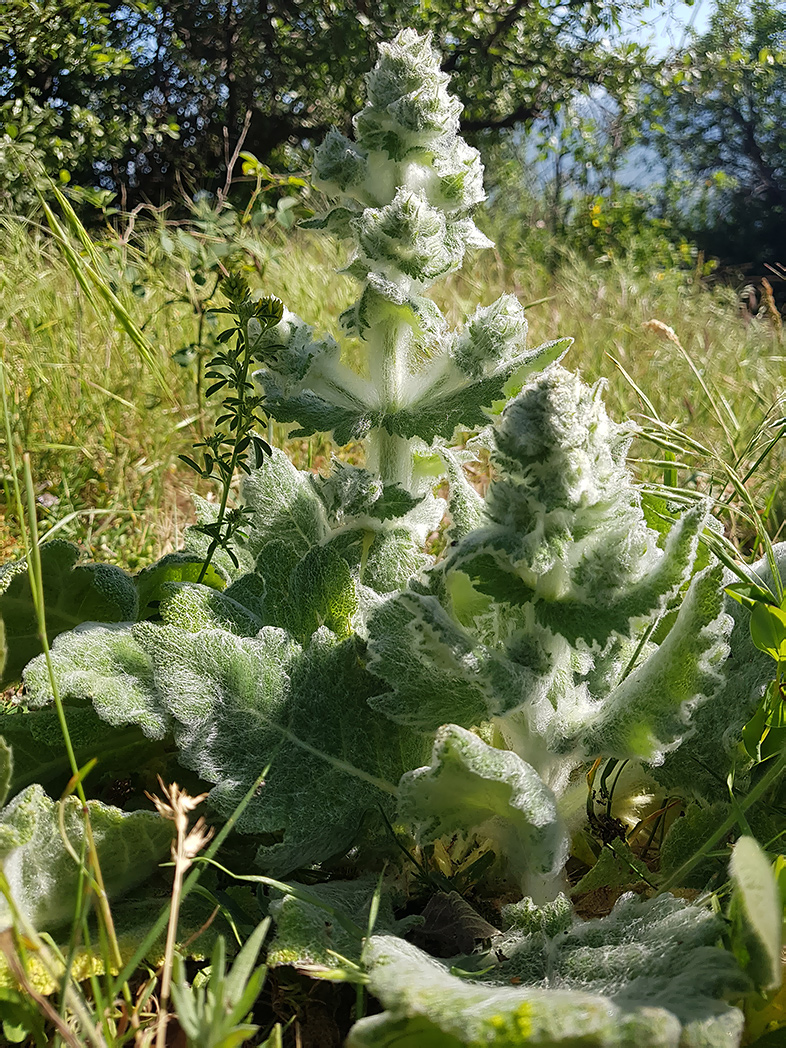 Изображение особи Salvia aethiopis.