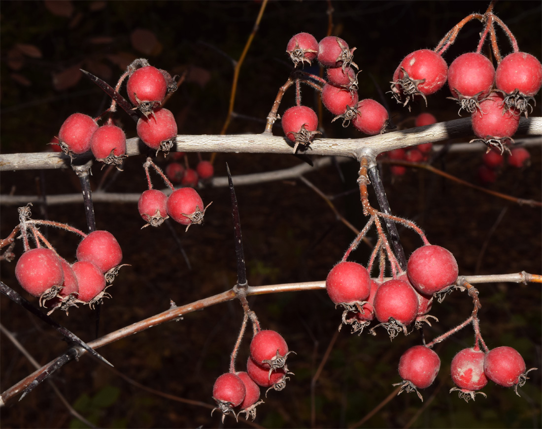 Изображение особи род Crataegus.