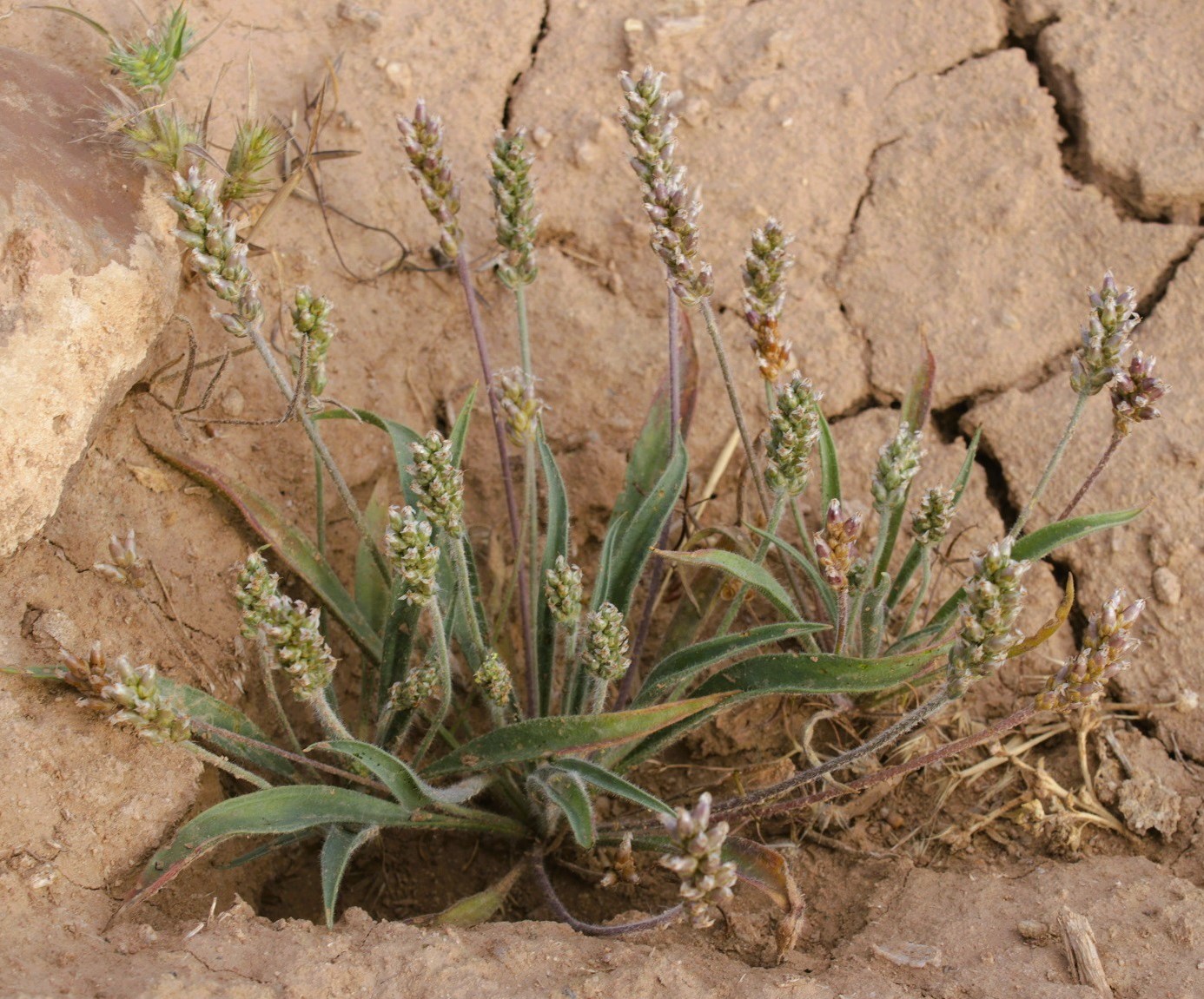 Image of Plantago dubia specimen.