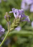 Verbena rigida