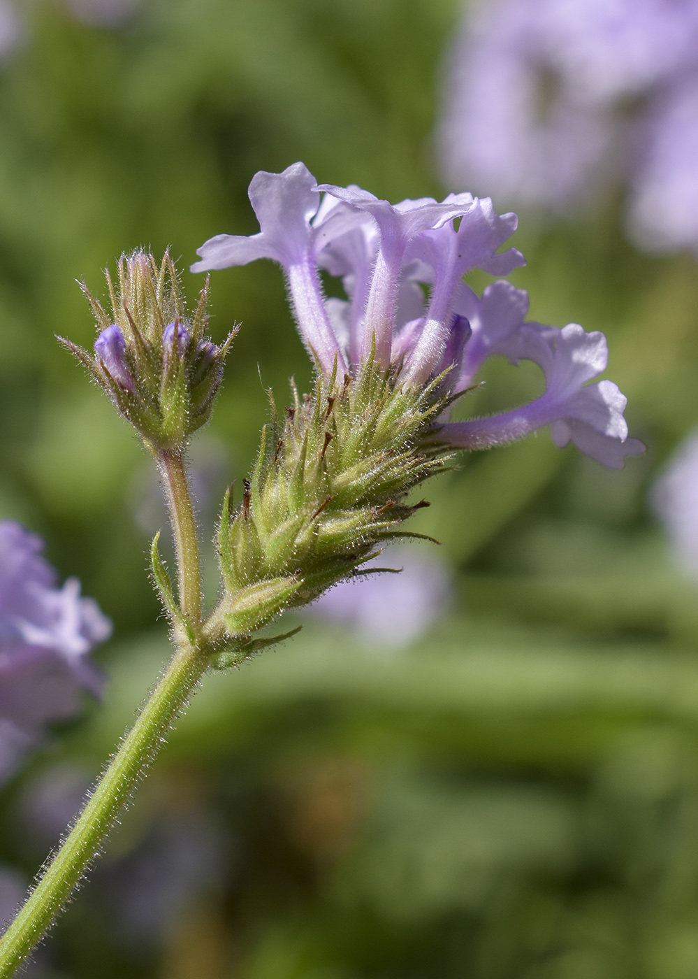 Image of Verbena rigida specimen.