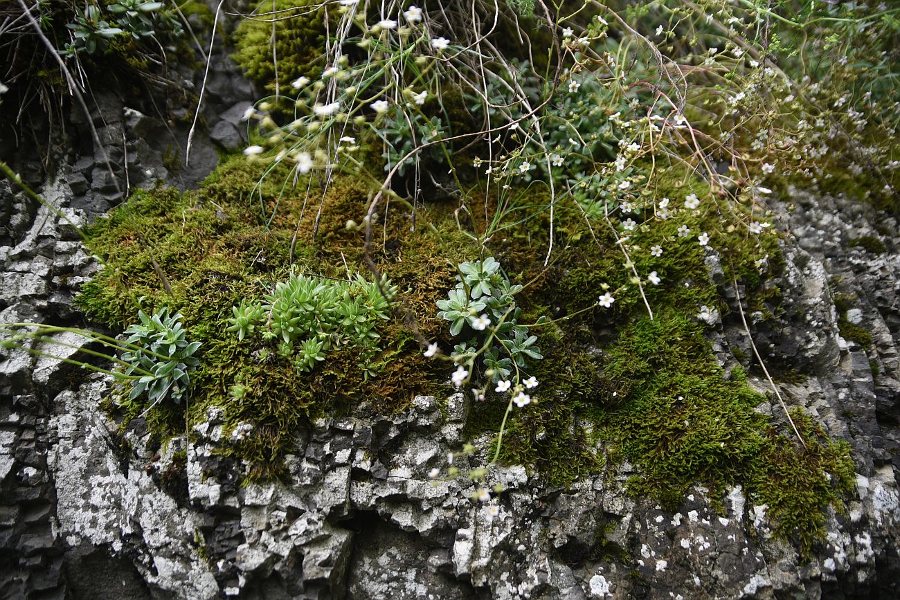 Изображение особи Saxifraga cartilaginea.