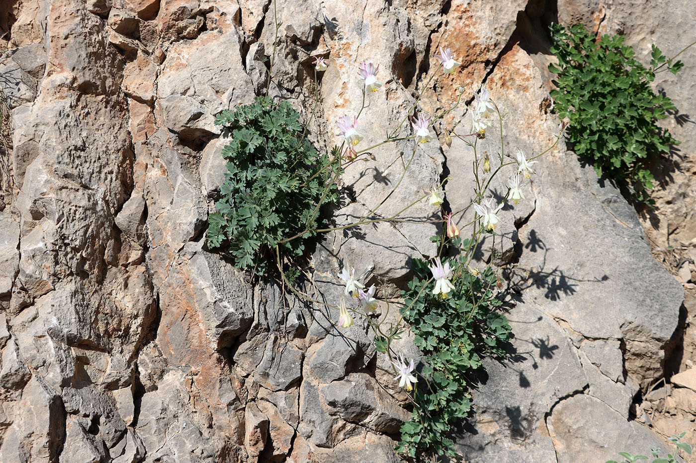 Image of Aquilegia tianschanica specimen.