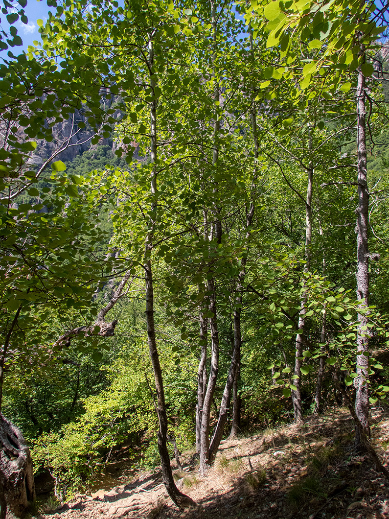 Изображение особи Populus tremula.