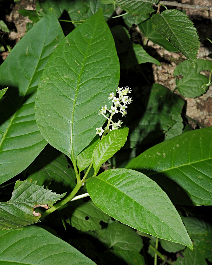 Image of Phytolacca americana specimen.