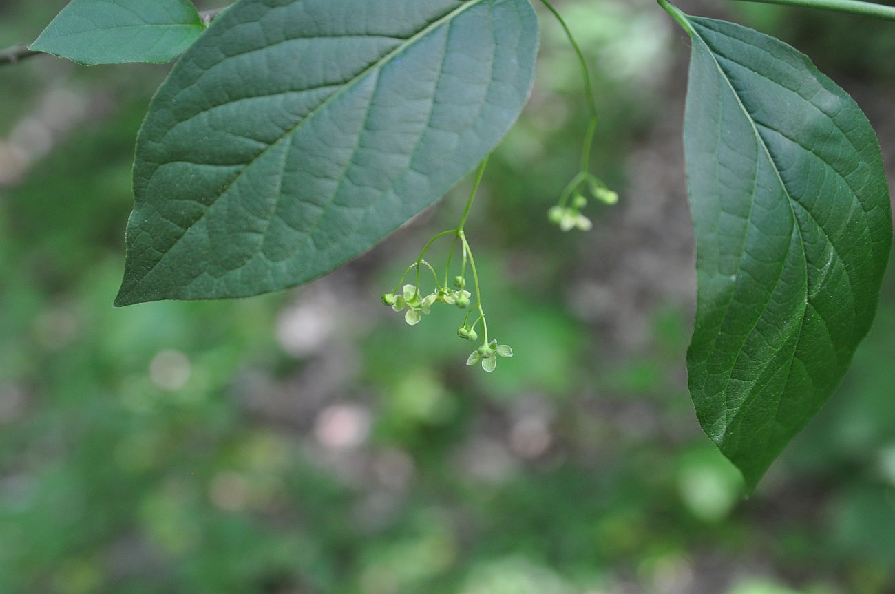 Image of Euonymus latifolius specimen.