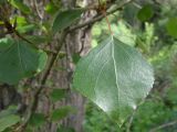 View full-size image Populus afghanica