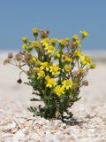Смотреть изображение Senecio noeanus