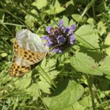 View full-size image Prunella vulgaris