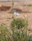 Смотреть изображение Gypsophila rupestris