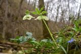 View full-size image Helleborus caucasicus