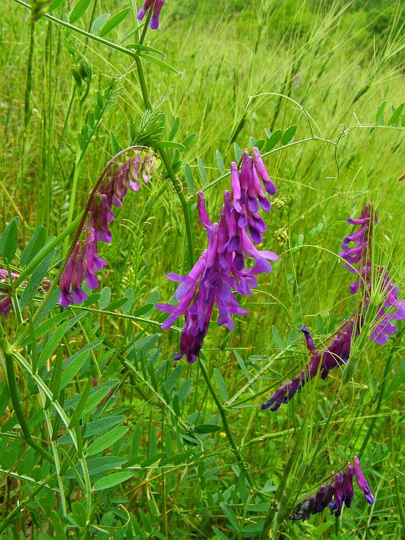 Image of Vicia varia specimen.