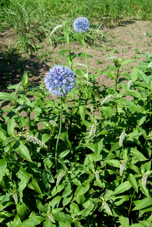 Изображение особи Allium caeruleum.