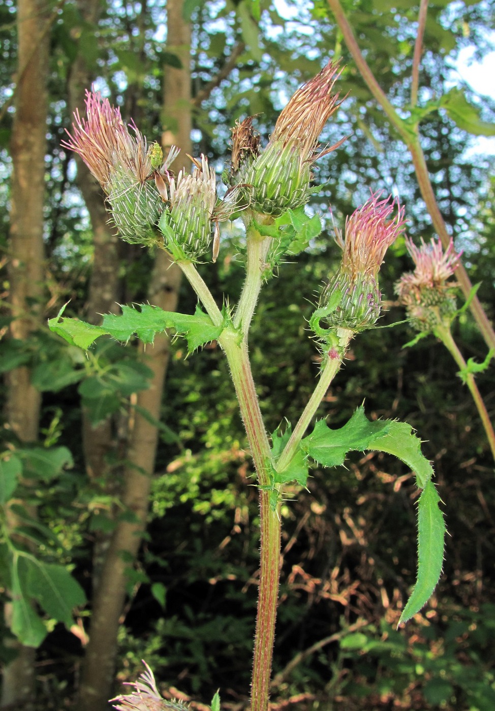 Изображение особи Cirsium &times; hybridum.