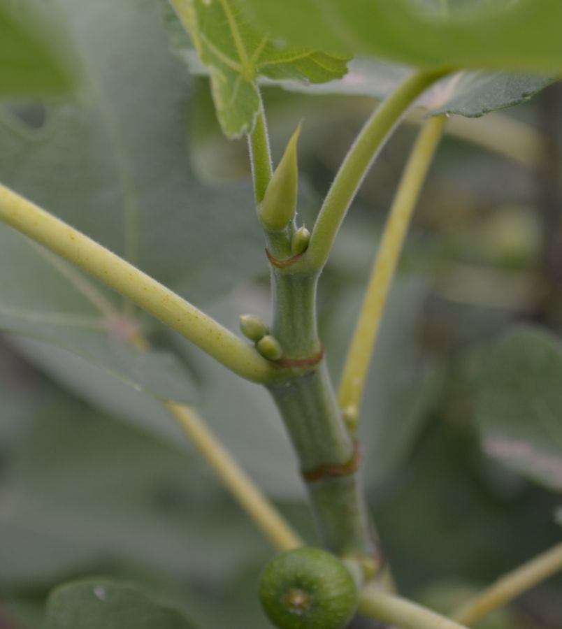 Изображение особи Ficus carica.