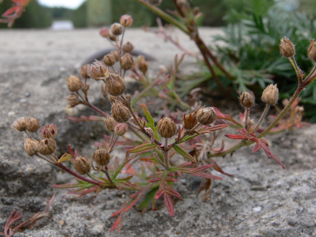 Изображение особи Potentilla tergemina.