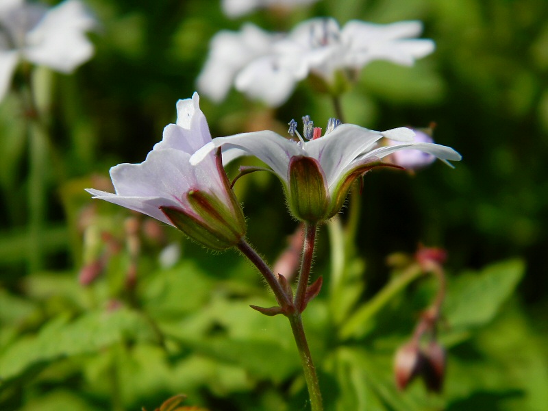 Изображение особи Geranium krylovii.