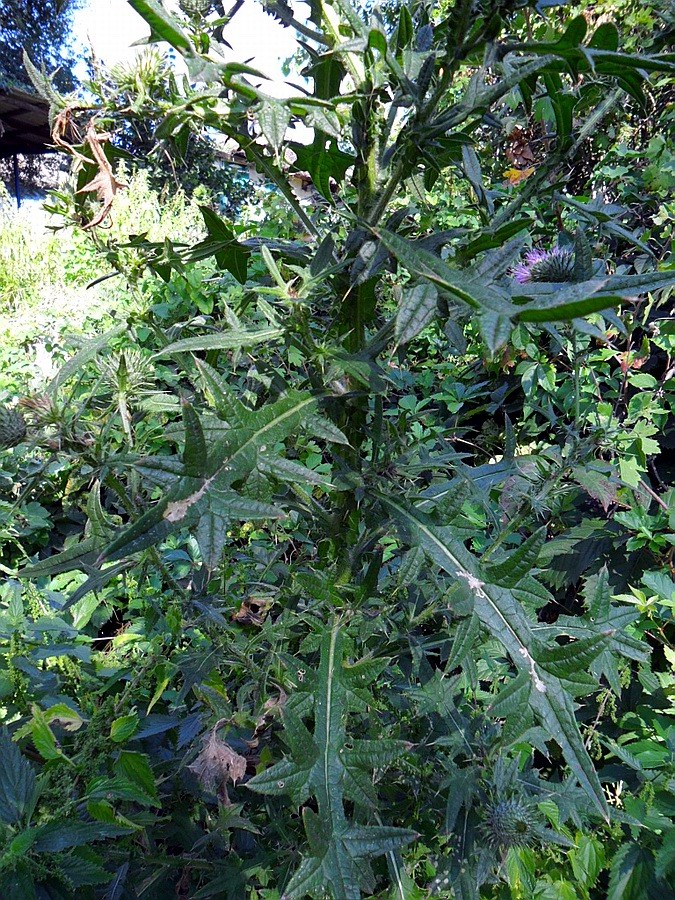 Image of Cirsium vulgare specimen.