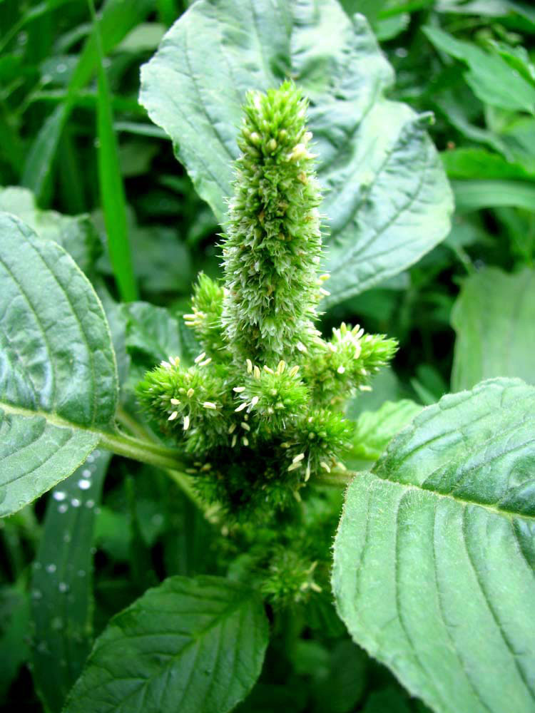 Image of Amaranthus retroflexus specimen.