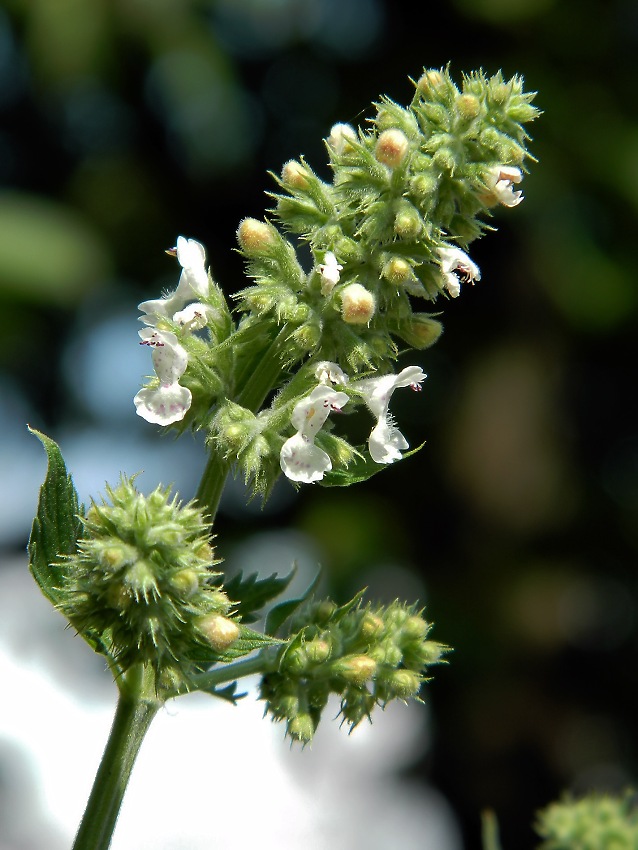 Image of Nepeta cataria specimen.