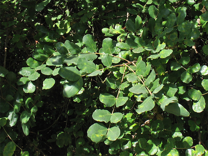 Image of Ceratonia siliqua specimen.