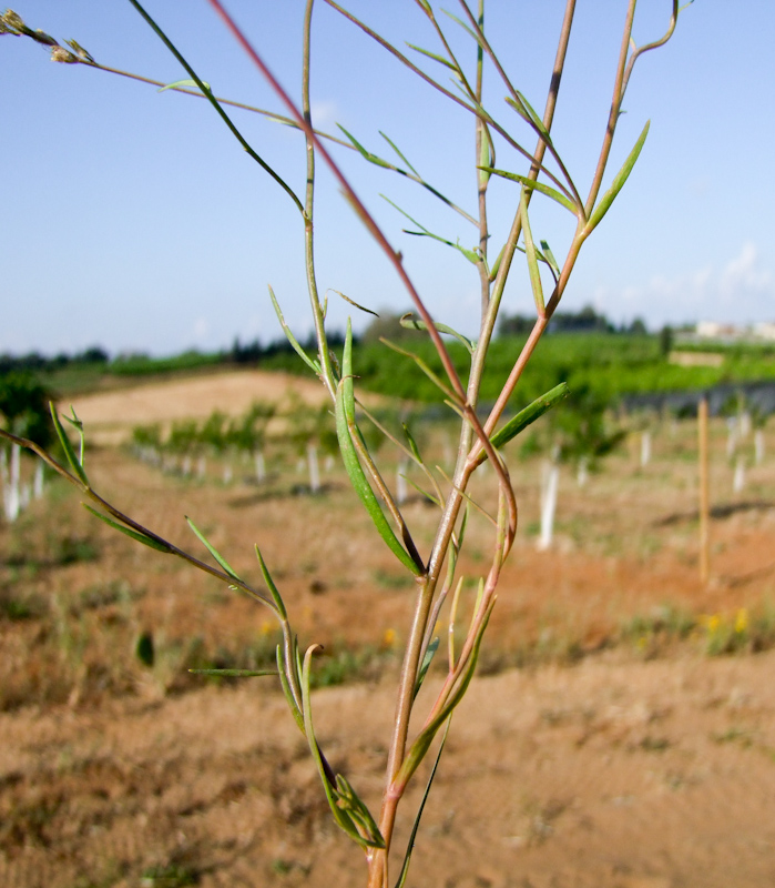 Image of Linaria joppensis specimen.