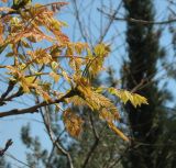 Koelreuteria paniculata. Верхушки побегов с молодыми листьями. Крым, Ялта, в культуре. 23 апреля 2012 г.