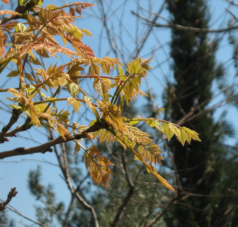 Image of Koelreuteria paniculata specimen.