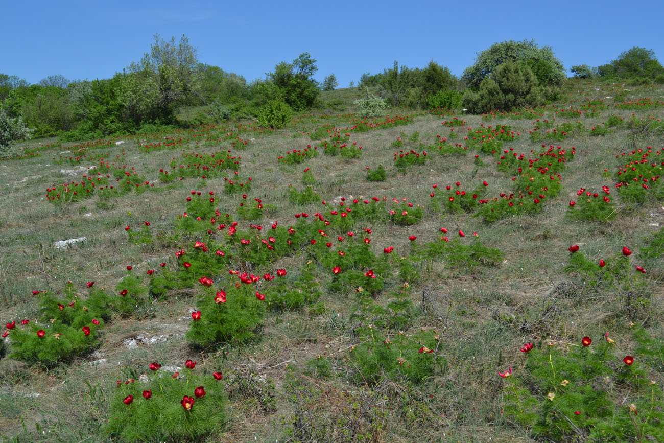 Изображение особи Paeonia tenuifolia.